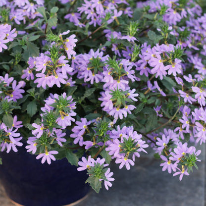 Scaevola Whirlwind Blue