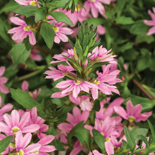 Scaevola Whirlwind Pink