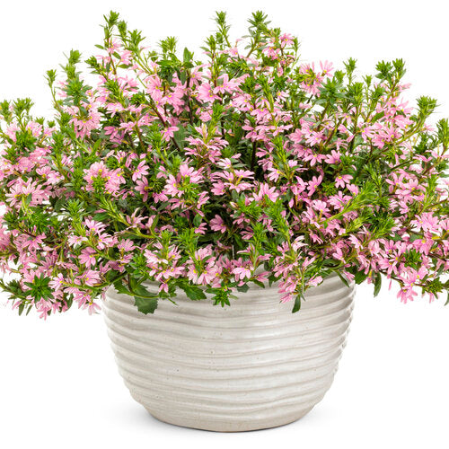 Scaevola Whirlwind Pink