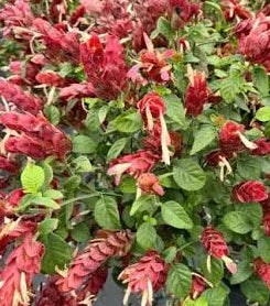 Bunch of red and green plants with hanging flowers on a black surface