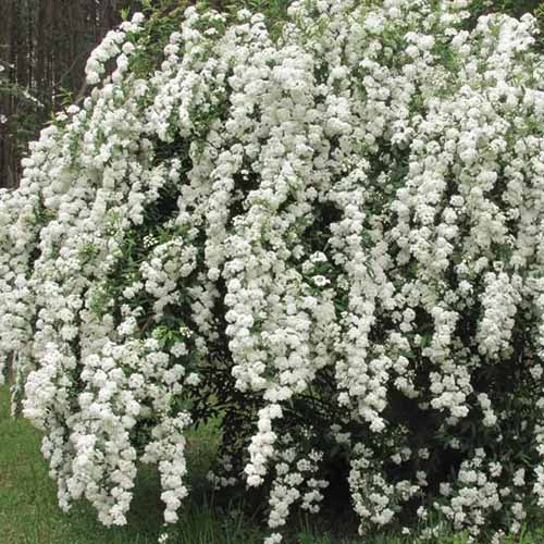 Spiraea ‘Reeves Bridal Wreath’ in full bloom with shite flowers