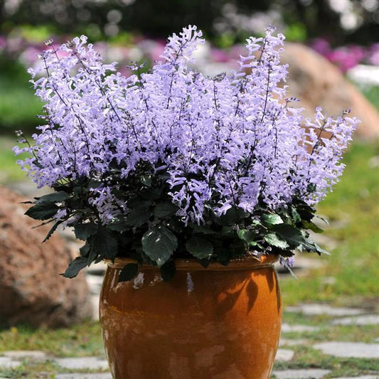 Spur Flower, Mona Lavender PP# 13858