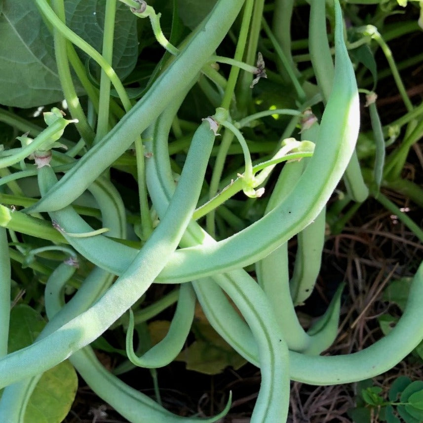 Seeds, Strike Snap Bush Bean – The Boho Being, LLC