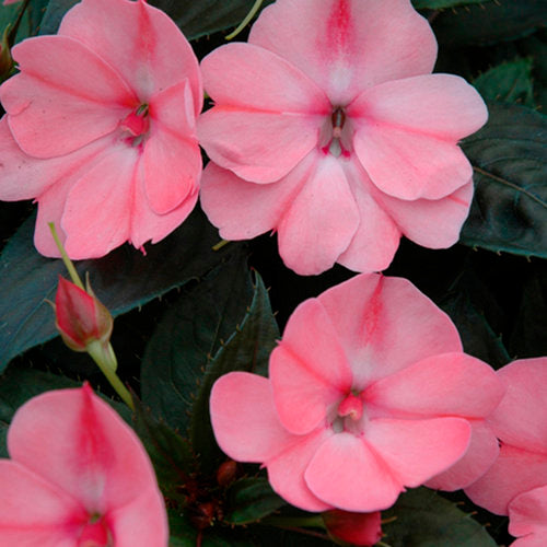 Sunpatiens Compact Blush Pink