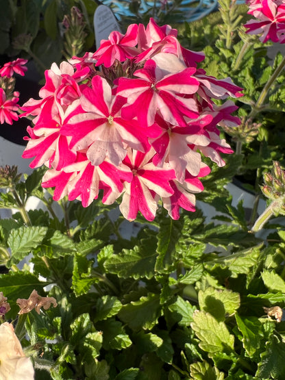 Superbena® Royale Cherryburst