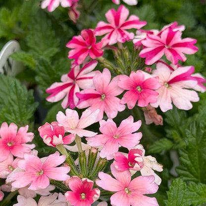 Superbena® Royale Cherryburst