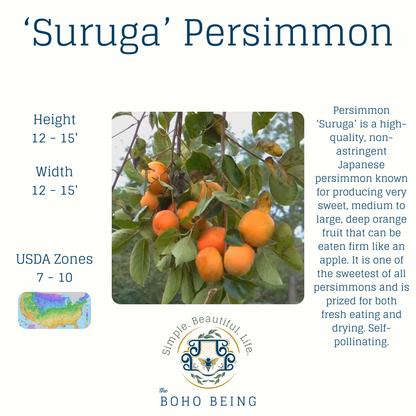 Fruit Trees - 3 Gallon Containers