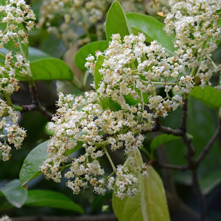 Sweet Viburnum