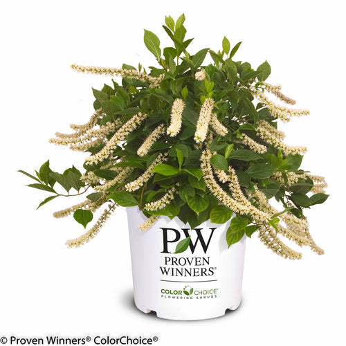 Potted plant with white flowers and green leaves on a white background, featuring the Proven Winners logo.