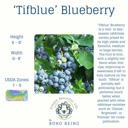 Berries - 2-3 Gallon Containers