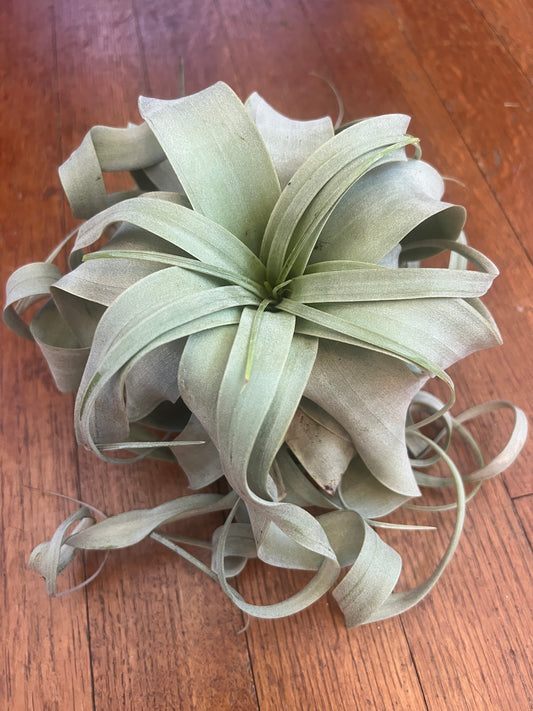 Tillandsia xerographica