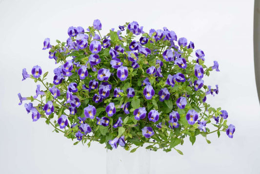 Torenia - Indigo Moon