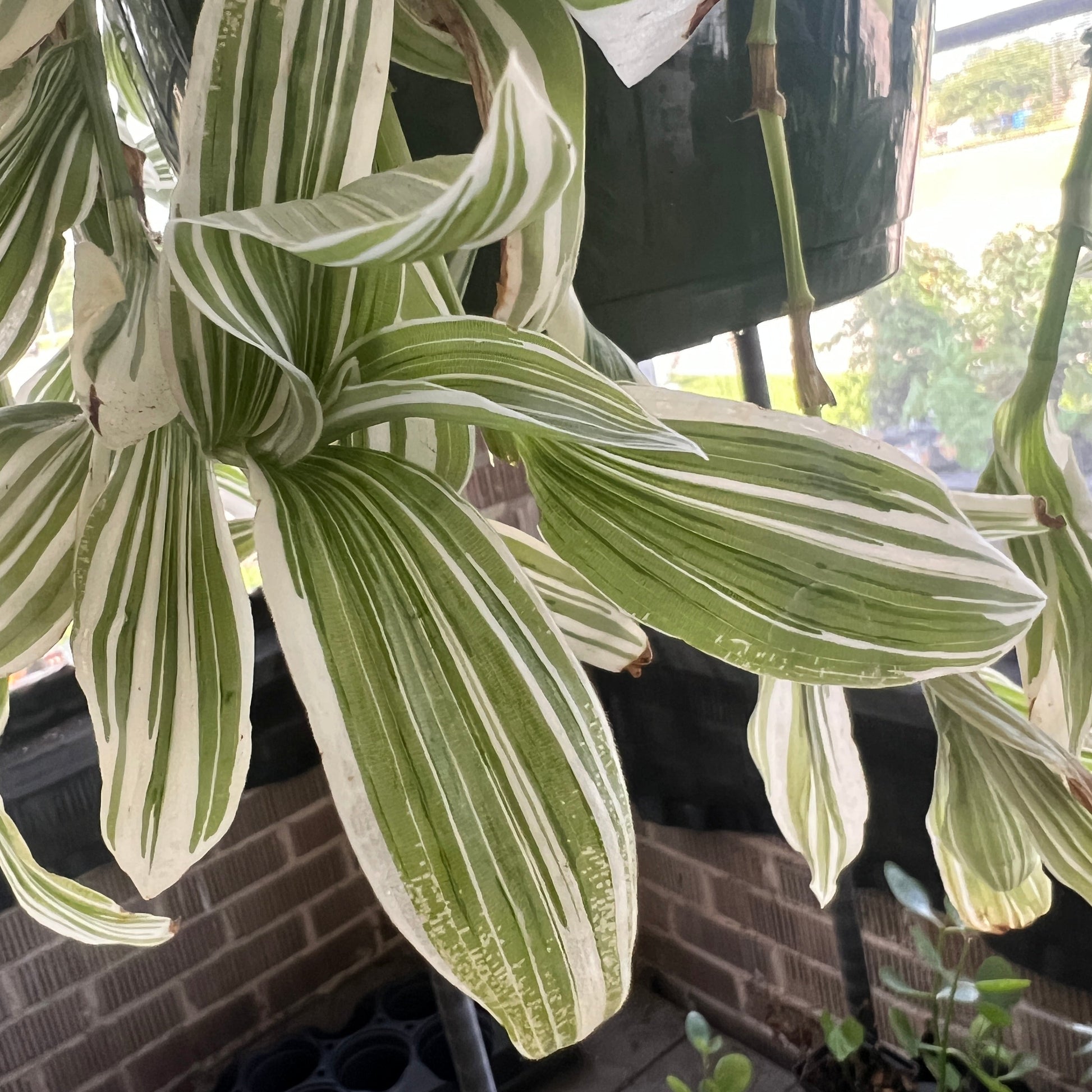 Tradescantia Fluminensis Variegata  "Wandering Jew"