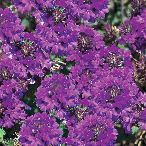 Verbena, Homestead Purple