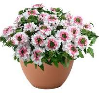 Verbena, Vanessa Bicolor Marshmallow