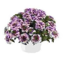 Verbena, Vanessa Bicolor Purple