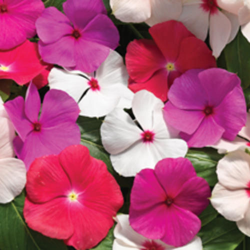 Vinca Cora F1 - Mix