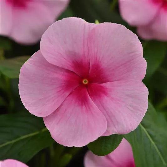 Vinca Titan - Blush