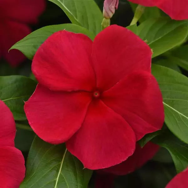 Vinca Titan - Dark Red