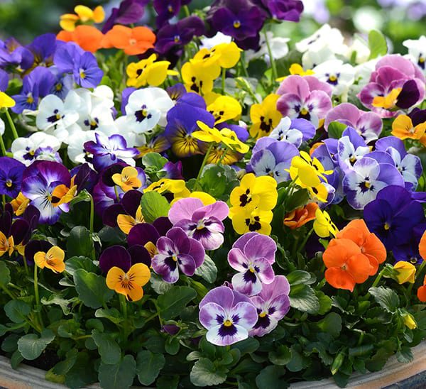 Viola, Assorted Colors