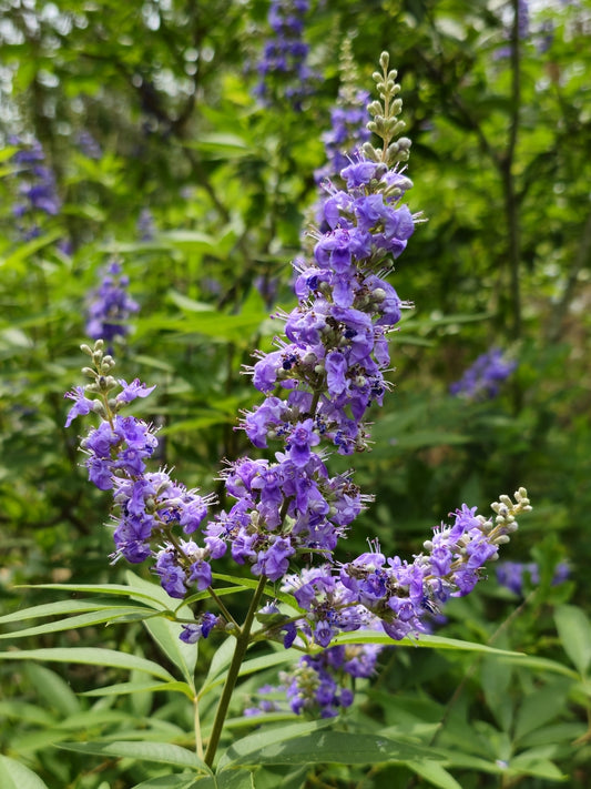 Vitex, Shoal Creek