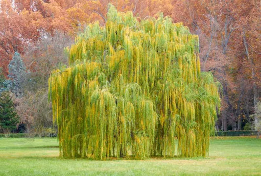 Weeping Willow Tree