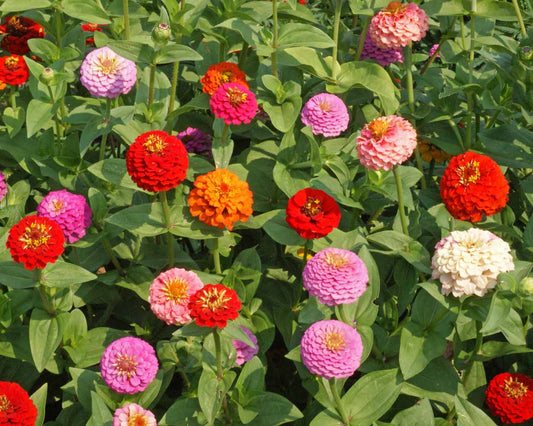 Seeds, Zinnia Lilliput Mix