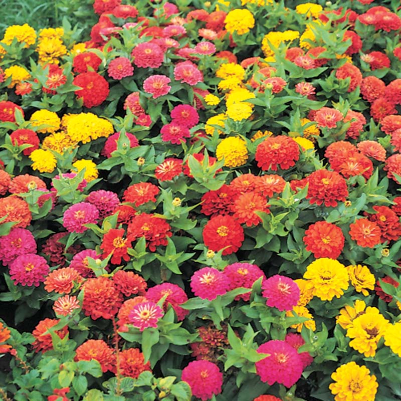 Zinnia Dreamland Mix