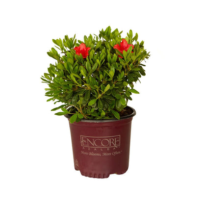 Azalea, Encore® Autumn Sunset® PP# 16248
