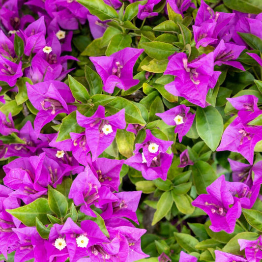 Bougainvillea New River Purple