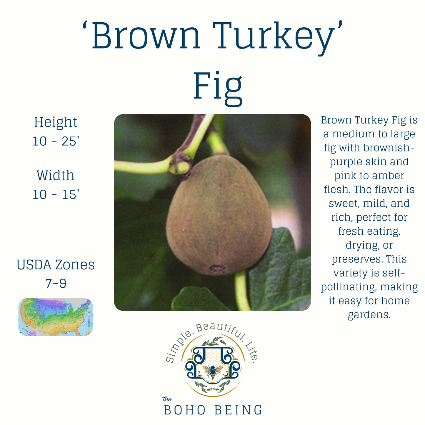 Fruit Trees - 3 Gallon Containers