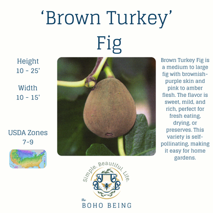 Fruit Trees - 3 Gallon Containers