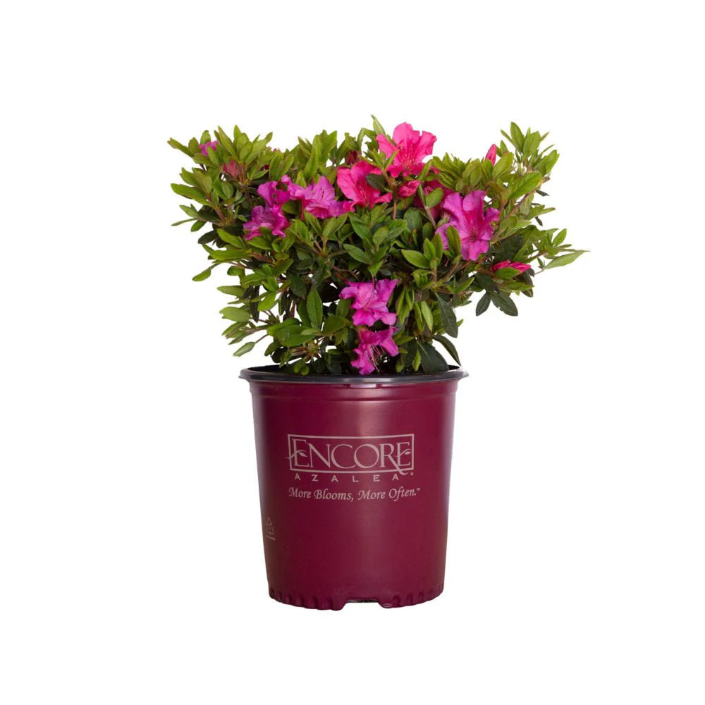 Potted azalea plant with pink flowers in a red pot on a white background