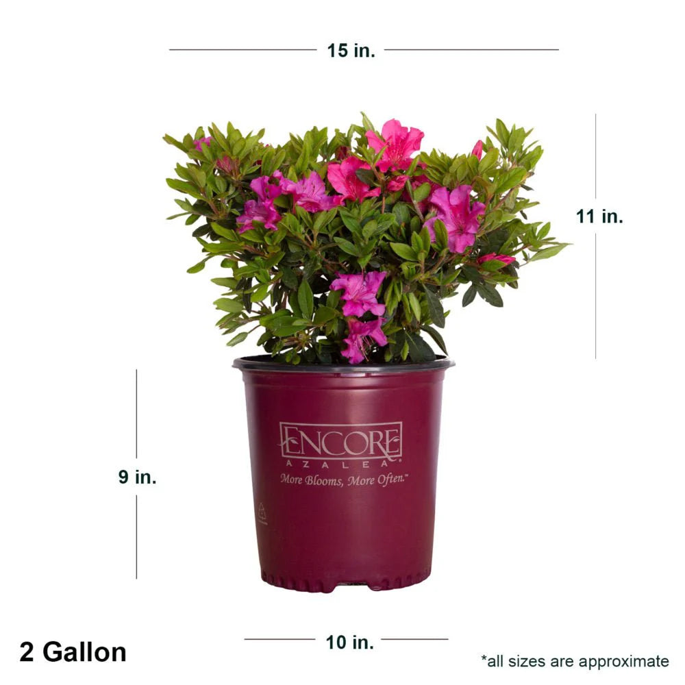 Potted azalea plant with dimensions labeled on a white background
