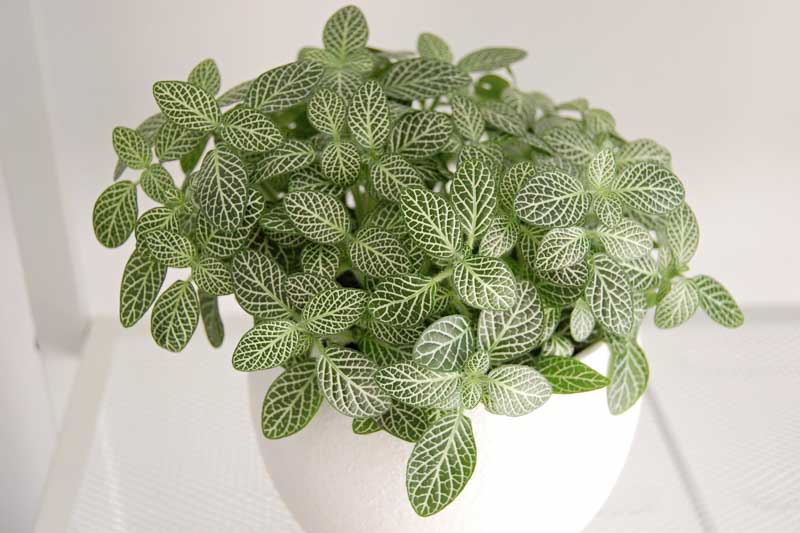 Fittonia