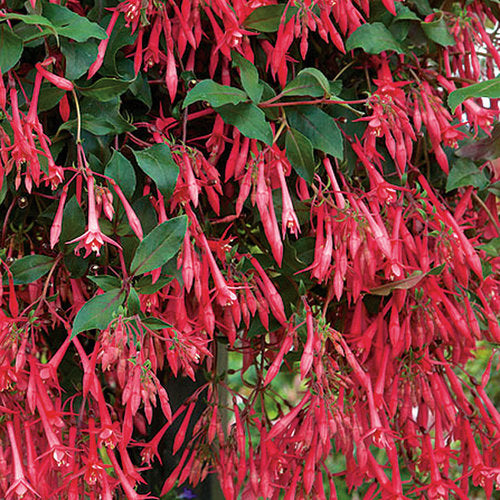 Fuchsia "Eruption"