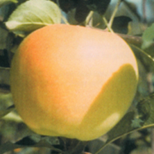 Apple, Golden Dorsett