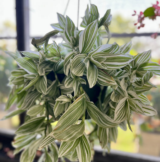 Tradescantia fluminensis 'variegata'