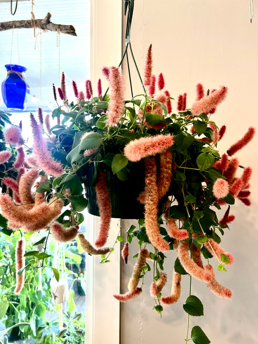 Chenille Firetails Plant aka Red cattail