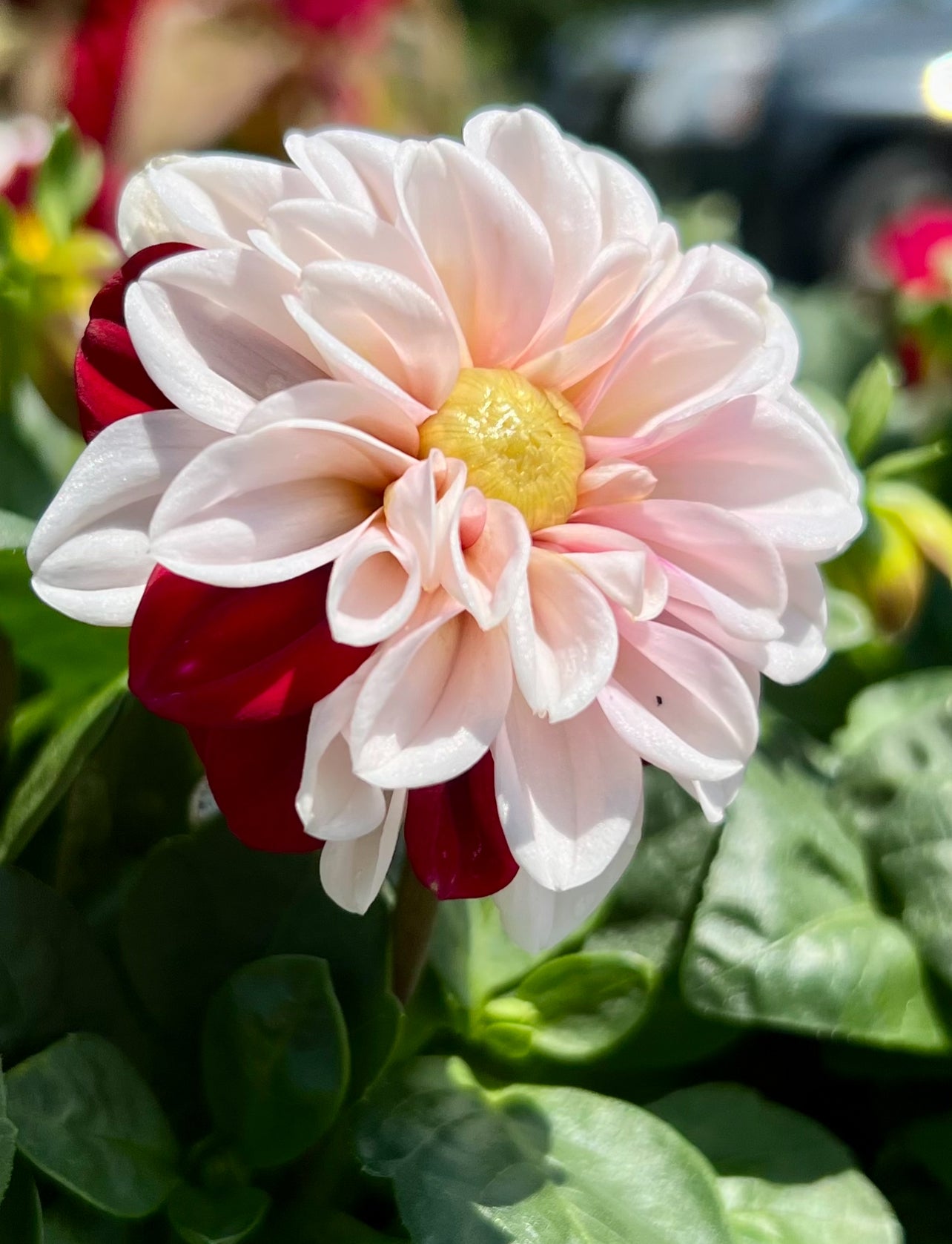 Dahlia 'Starsister Crimson Picotee' – The Boho Being, LLC