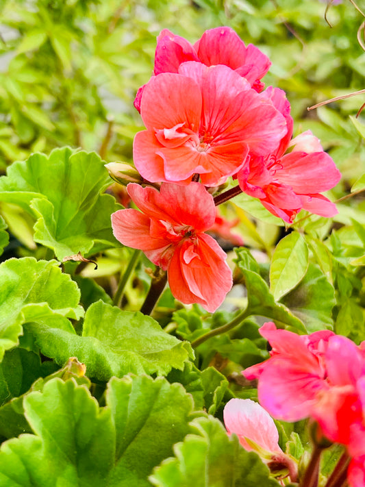 Geranium Fantasia Salmon