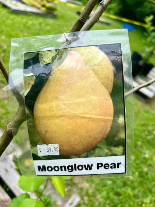 Pear, Moonglow