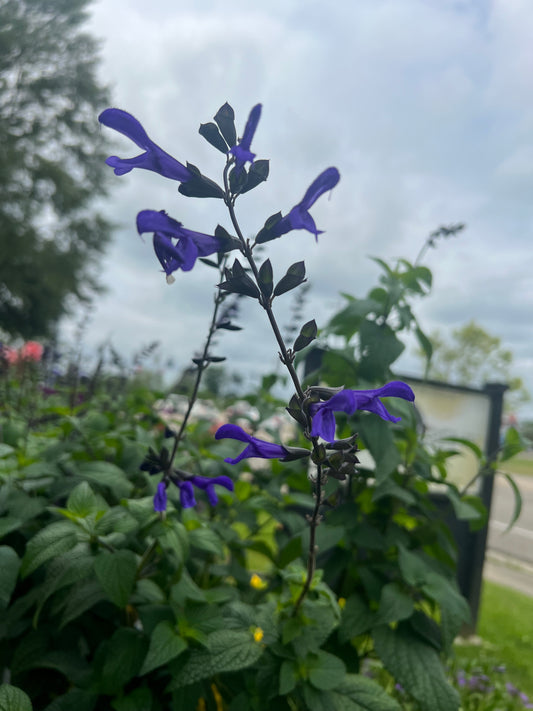Salvia 'Rhythm & Blues'