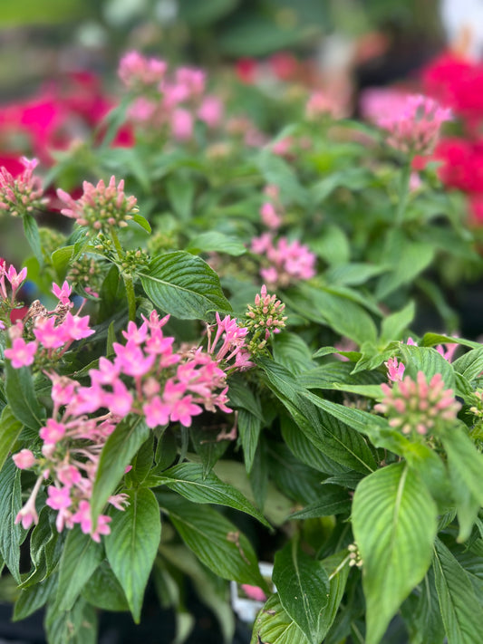 Pentas 'Lucky Star Pink'