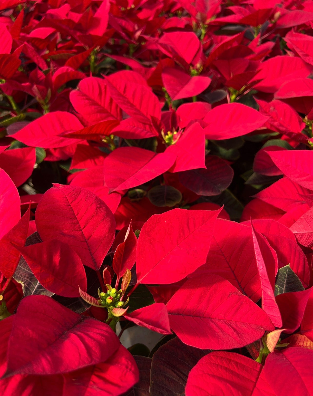 Poinsettia, Various Colors