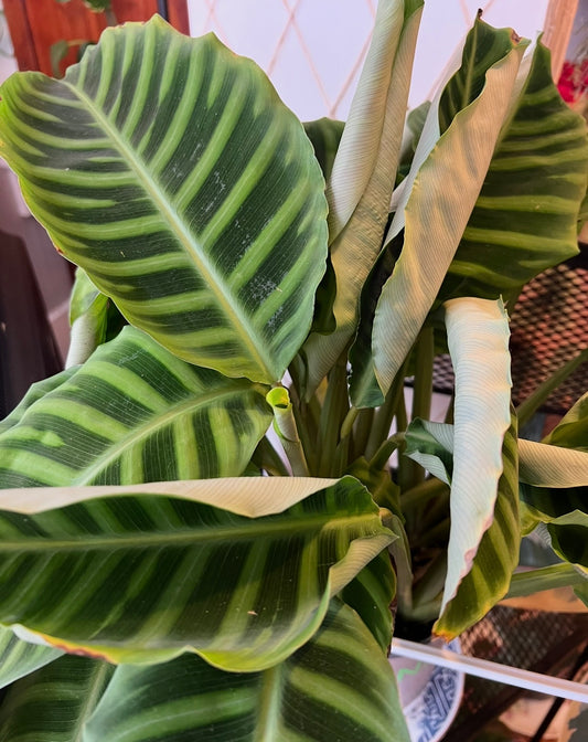 Calathea 'Zebrina'