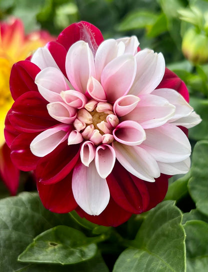 Dahlia 'Starsister Crimson Picotee'