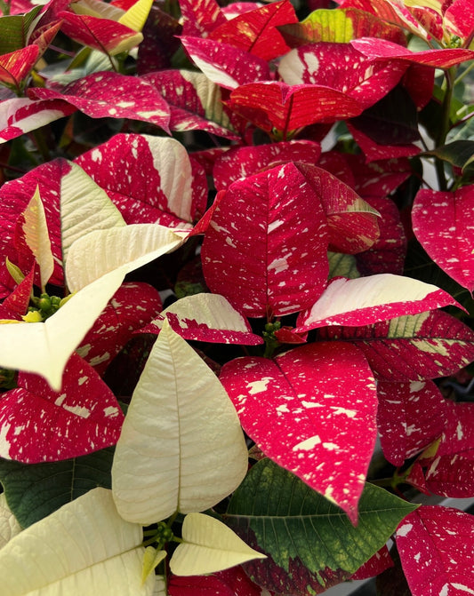Poinsettia, Various Colors