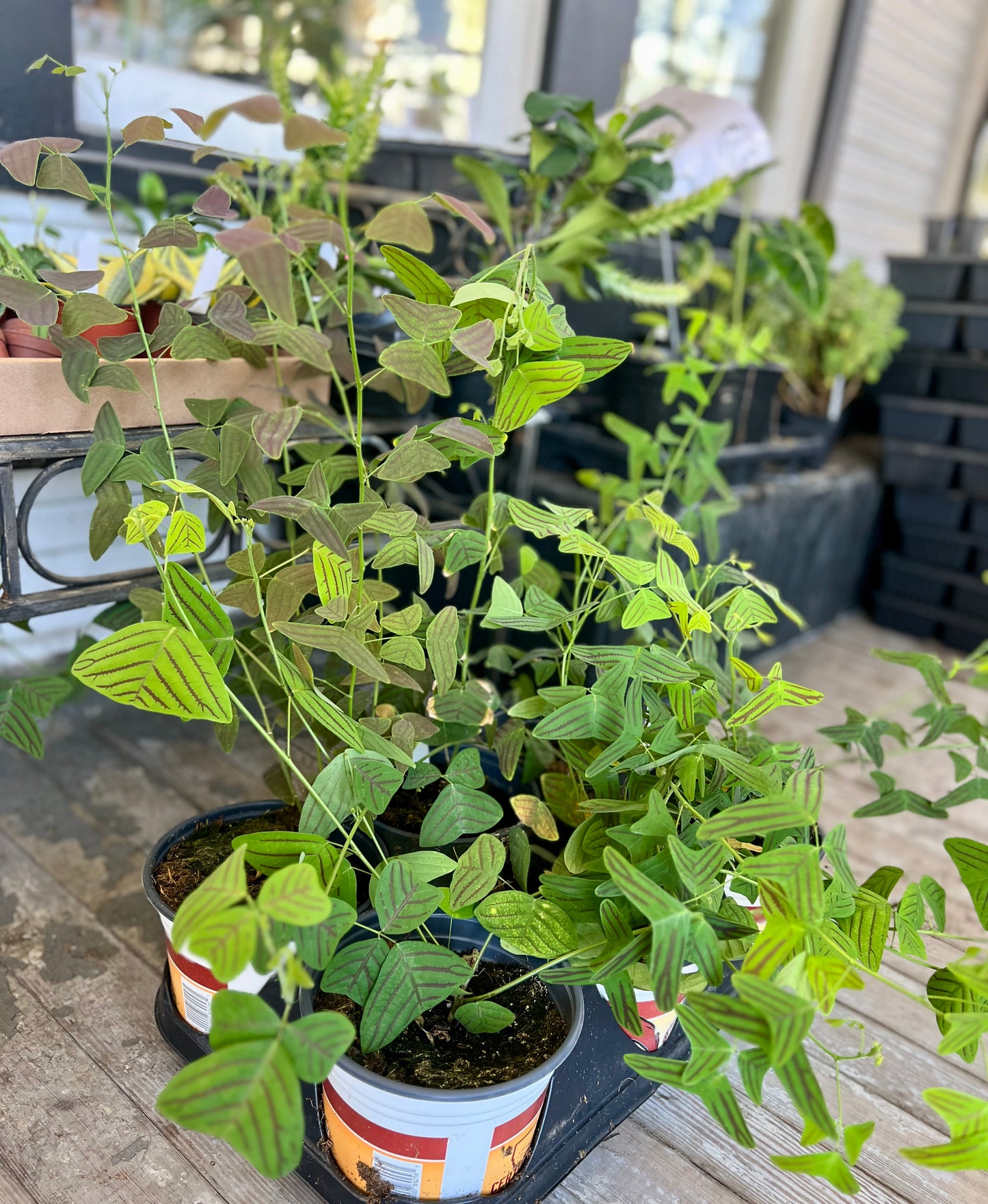 Christia Swallowtail