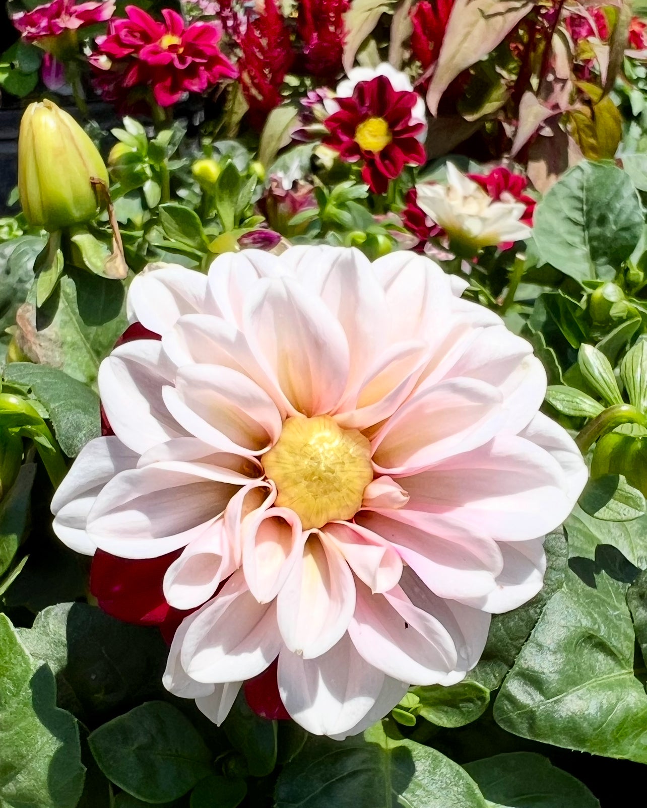 Dahlia 'Starsister Crimson Picotee'